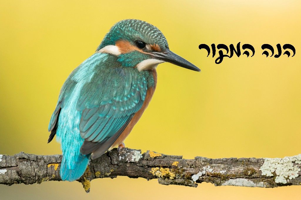 מקור~1.jpg