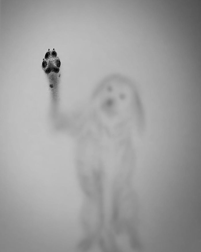 haunting-shadow-drawings-willie-hsu-5e98186cda5f2__700.jpg