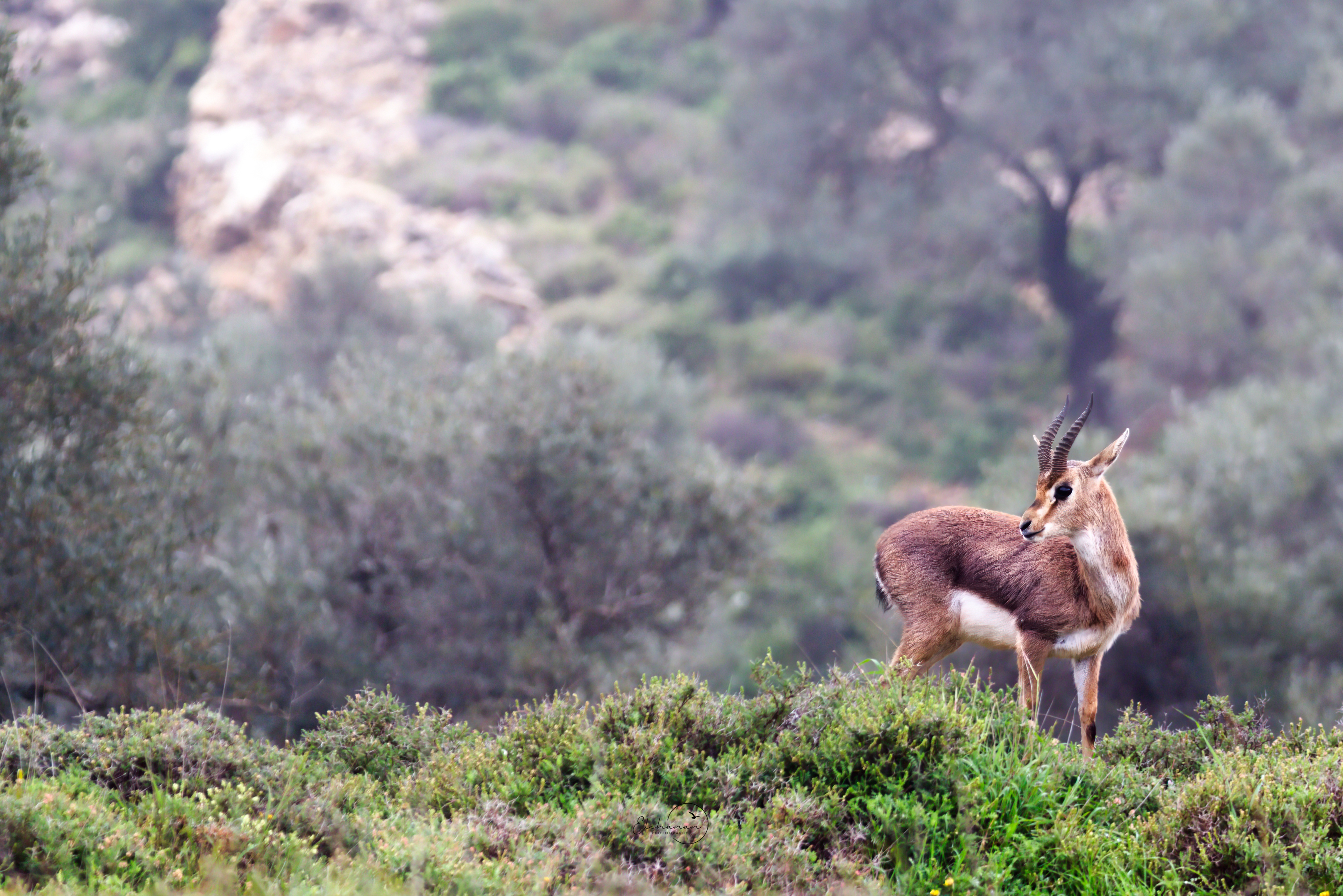 IMG_8455-מוקטן.jpg