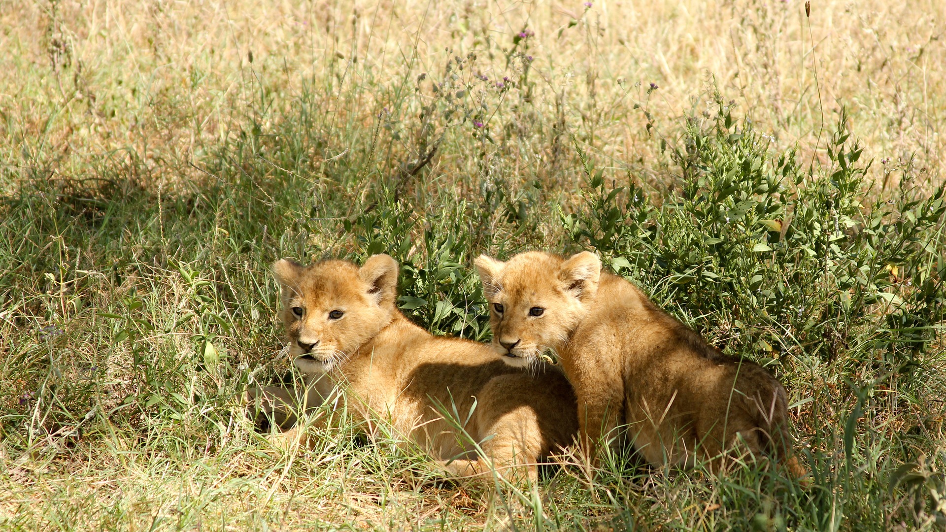 lions-1245898_1920.jpg