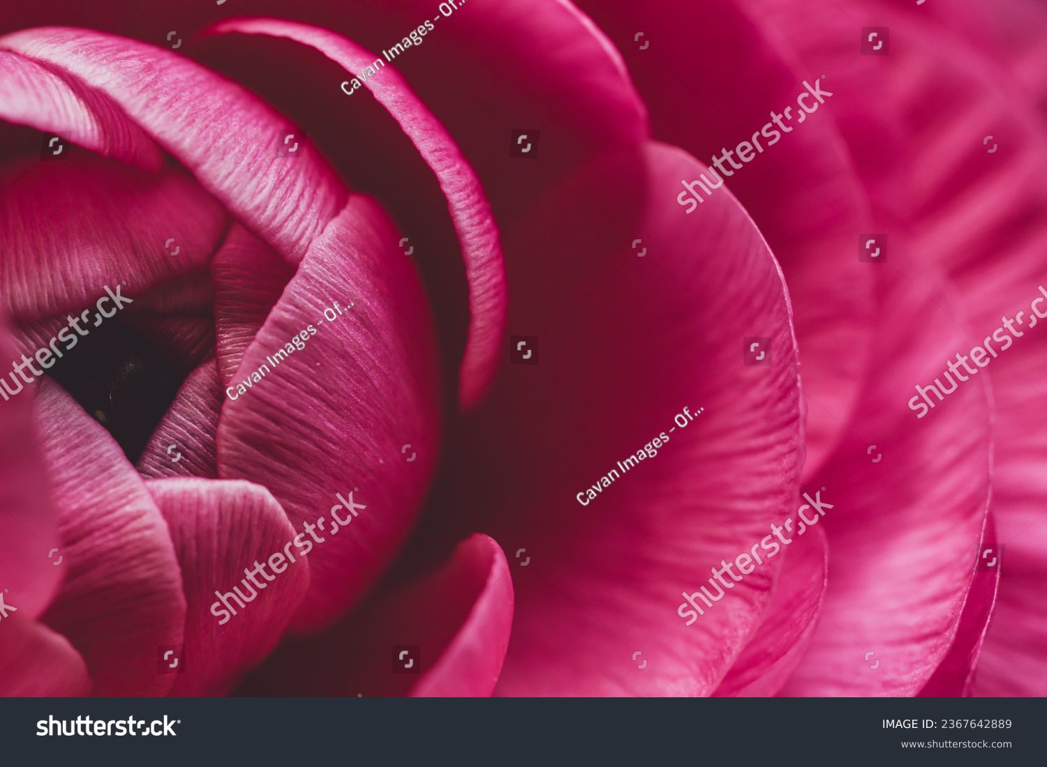 stock-photo-pink-macro-image-of-a-ranunculus-flower-2367642889.jpg