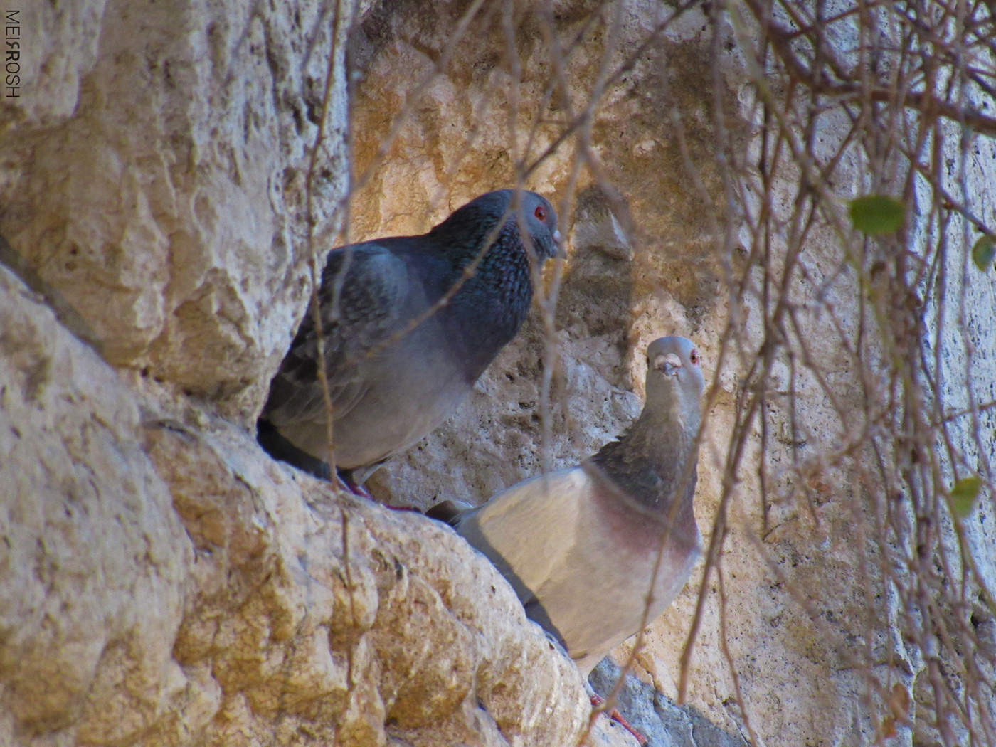 הכותל המערבי (5)