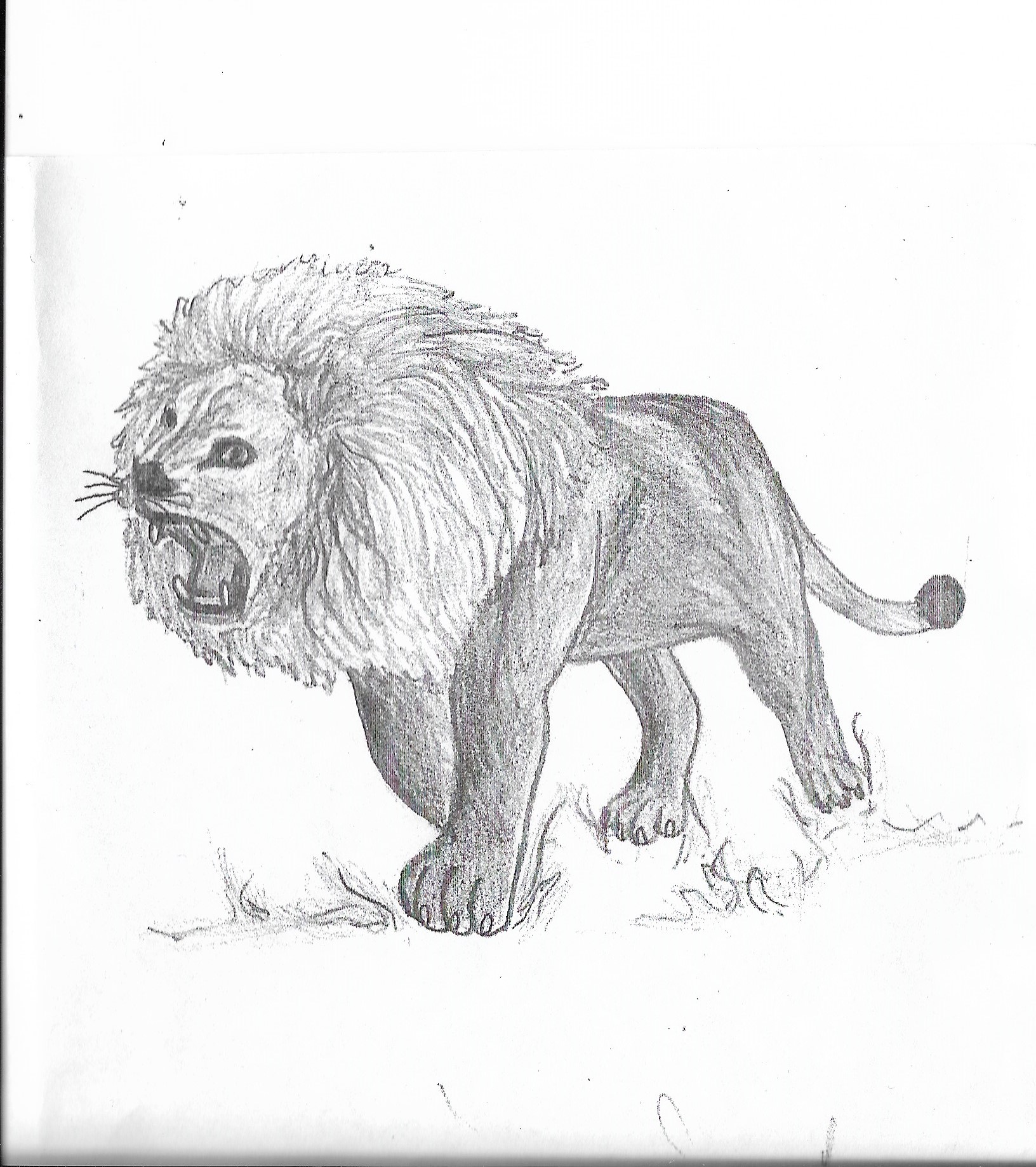 lion - pencil .jpg