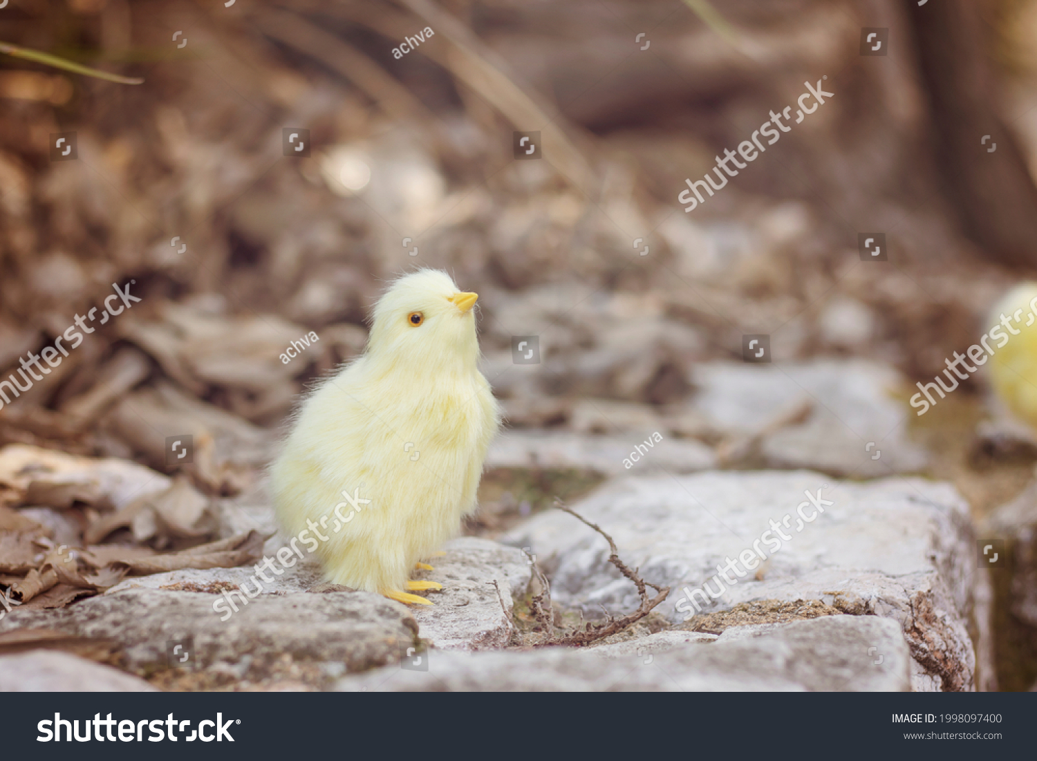 stock-photo-a-chick-standing-on-the-ground-looking-up-1998097400.jpg