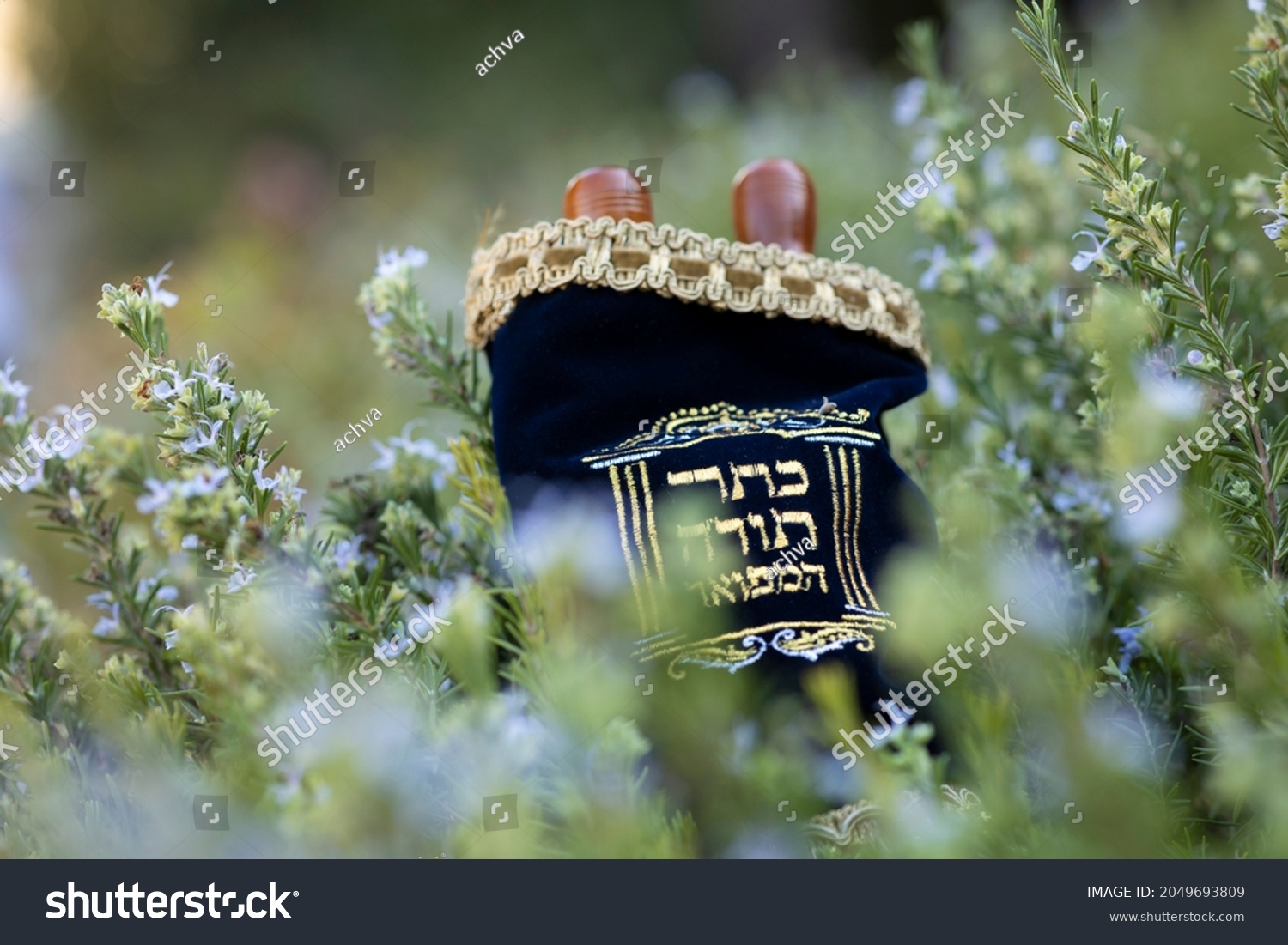 stock-photo-a-torah-scroll-placed-on-a-rosemary-bush-a-jewish-accessory-inscribed-in-hebrew-th...jpg