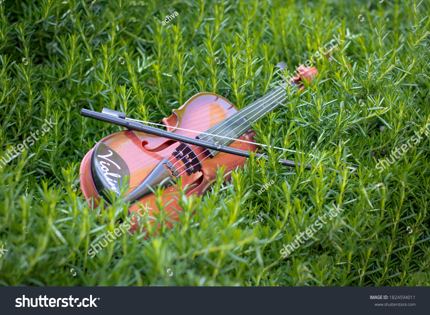 stock-photo-a-violin-rests-on-a-rosemary-bush-1824594011.jpg