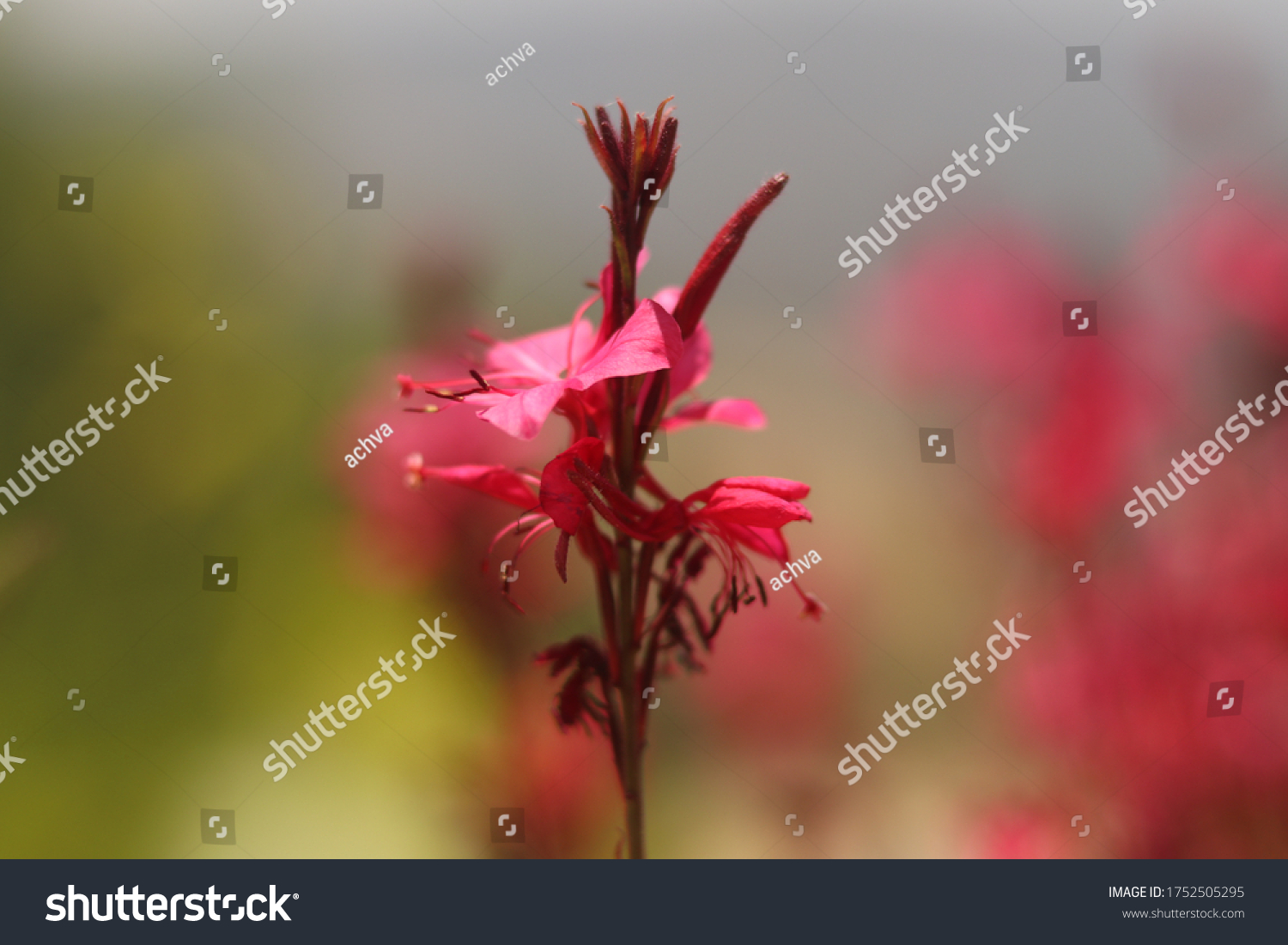 stock-photo-close-up-image-of-a-pink-flower-1752505295.jpg