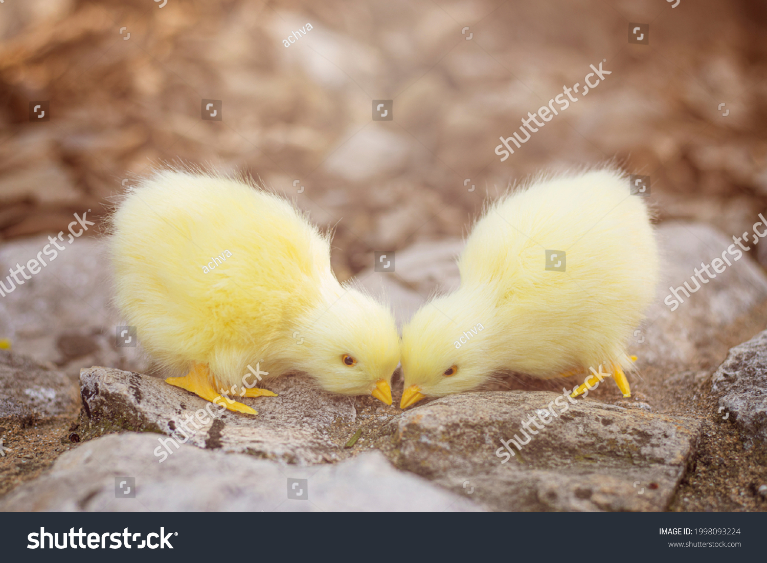 stock-photo-two-chicks-peck-at-the-ground-1998093224.jpg