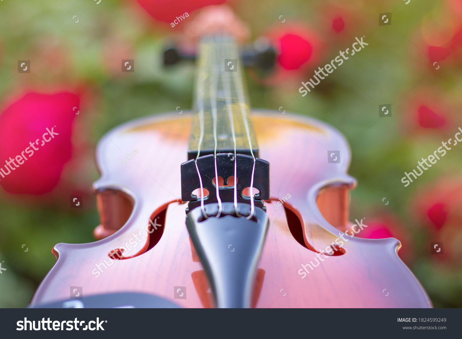 stock-photo-violin-and-strings-against-a-background-of-red-flowers-in-the-garden-1824599249.jpg