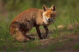 260px-Vulpes_vulpes_1_%28Martin_Mecnarowski%29.jpg