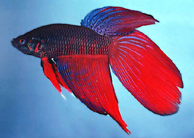 Betta%20splendens3.jpg