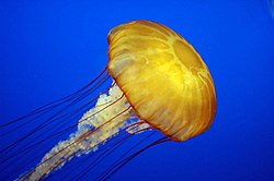 Jelly cc11.jpg