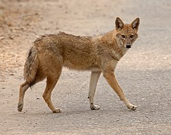 250px-Indian_Jackal_02.jpg