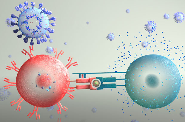 תגובה משולבת: תא B עם נוגדנים (אדום) ותא T מסייע (טורקיז) תוקפים נגיף קורונה (למעלה) | איור: ANATOMIC GROOVE / SCIENCE PHOTO LIBRARY